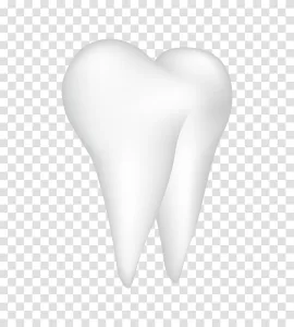 3D Tooth detailed three-dimensional dental illustration transparent png image