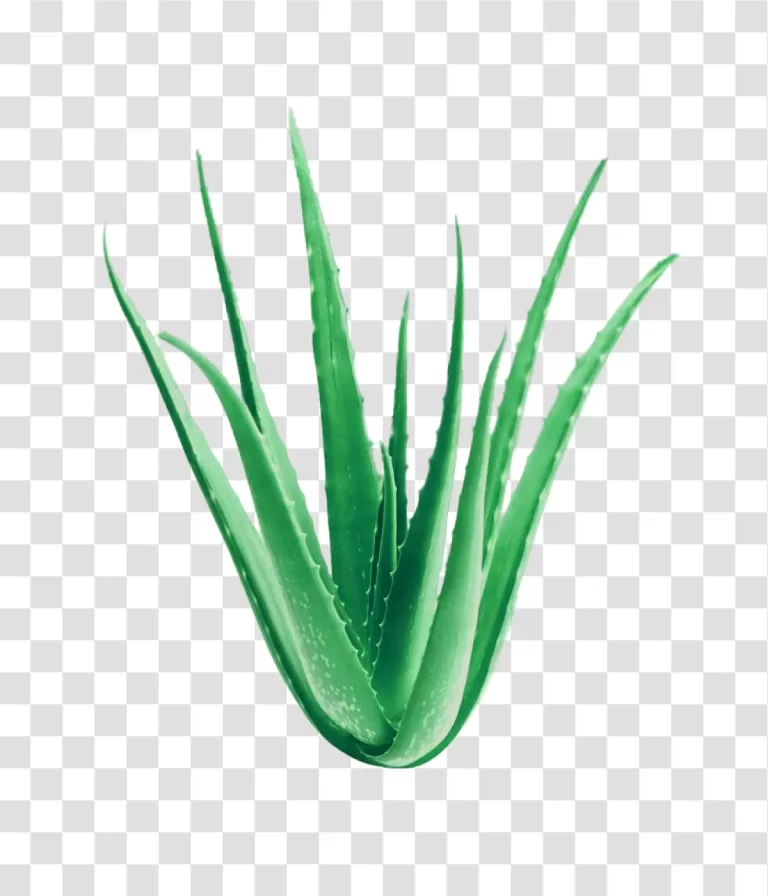 Aloe Vera Plant succulent and therapeutic plant transparent png