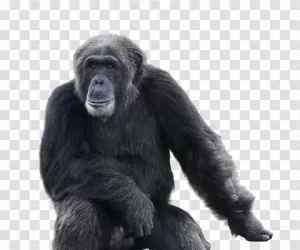 Ape Animal PNG Wildlife Primate Transparent