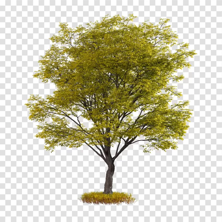 Autumn Tree nature's vibrant display of fall colors transparent png