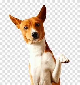 Basenji dog unique and elegant canine breed transparent png