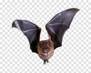 Bat PNG Nocturnal Flying Mammal Transparent