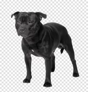 Black Staffordshire Bull Terrier Robust Dog Breed PNG Transparent Strength and Elegance
