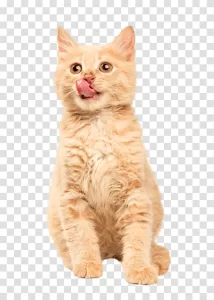 Cat pet with a furry coat transparent png image