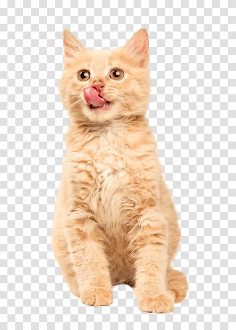 Cat pet with a furry coat transparent png image