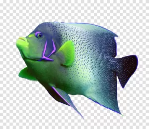 Coral Reef Fish vibrant marine life transparent png