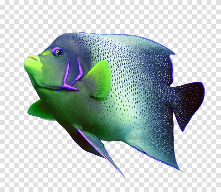 Coral Reef Fish vibrant marine life transparent png
