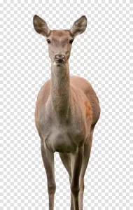 Deer graceful woodland creature transparent png