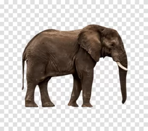 Elephant wildlife creature transparent png image