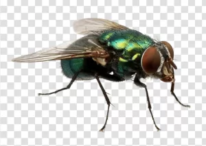 Fly, Common Insect with Transparent Wings, PNG Transparent, Intricate Details, Natural Beauty Fly Common Insect with Transparent Wings PNG Transparent Intricate Details Natural Beauty