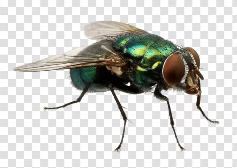 Fly Common Insect with Transparent Wings PNG Transparent Intricate Details Natural Beauty
