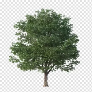 Full Grown Tree PNG Majestic Mature Tree Transparent