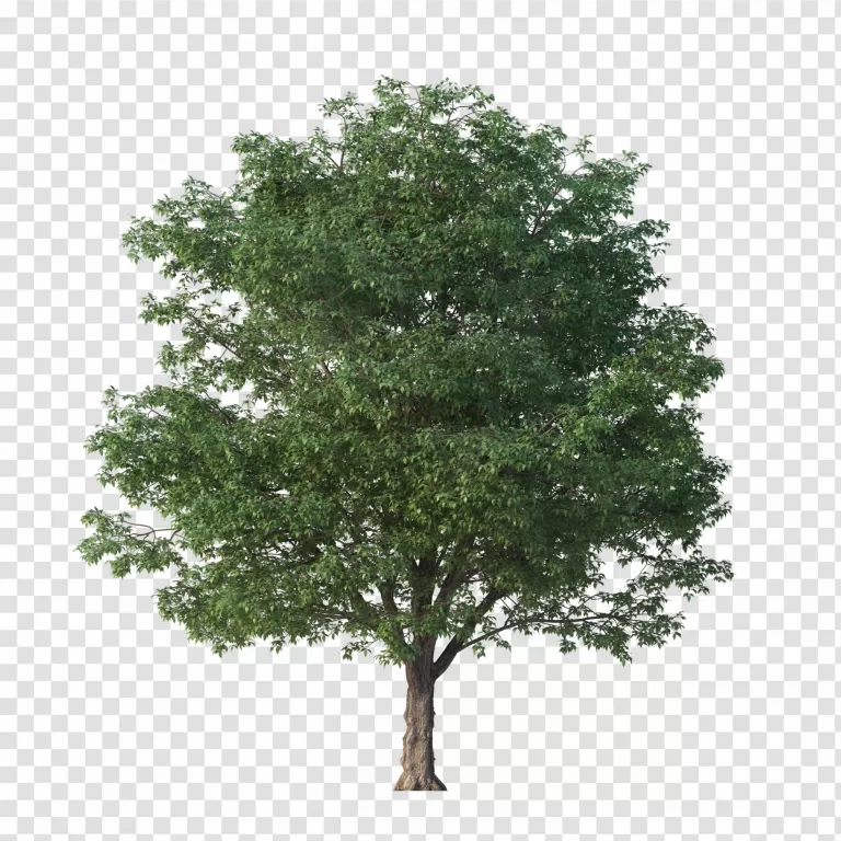 Full Grown Tree PNG Majestic Mature Tree Transparent