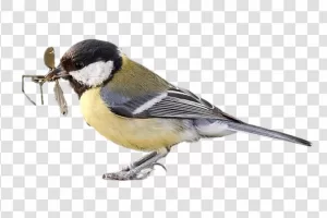 Great-Tit-Bird-Songbird-Species-Ornithology-Garden-Bird-Avian-Wildlife