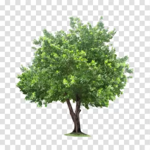 Tree PNG, Majestic Nature Symbol, Transparent Image Green Tree Illustration Rooted Symbol of Nature Tree Branch PNG