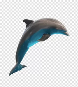 Jumping Dolphin PNG Playful Marine Life Transparent
