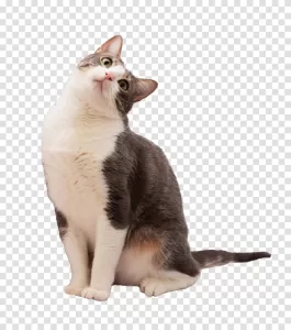 Kitty Cat cute and playful feline friend transparent png image