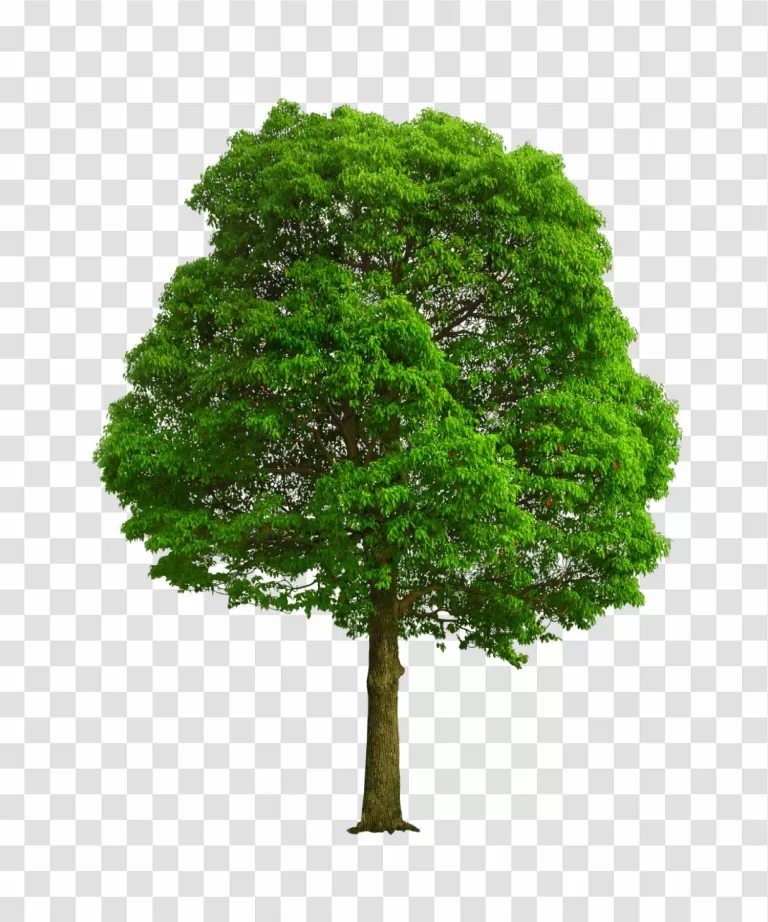 Large Tree PNG Majestic Nature Landscape Transparent