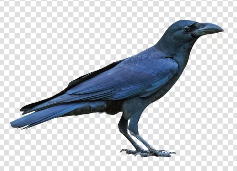Large-billed Crow Distinctive Bird Species PNG Transparent Elegant and Unique Features