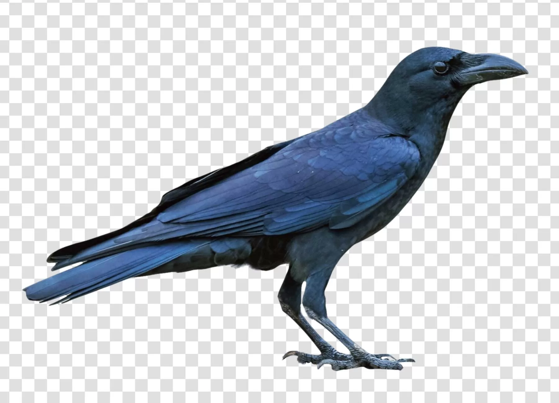 Large-billed Crow Distinctive Bird Species PNG Transparent Elegant and Unique Features
