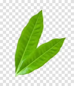 Leaf nature's delicate foliage transparent png