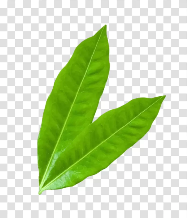 Leaf nature's delicate foliage transparent png