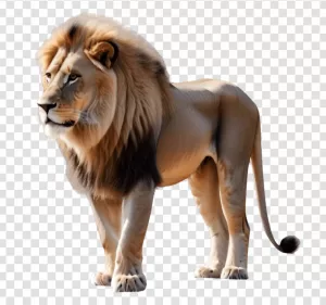 Lion-Animal-Big-Cat-Species-Wildlife-African-Safari-Majestic-Mane-Predatory-Carnivore