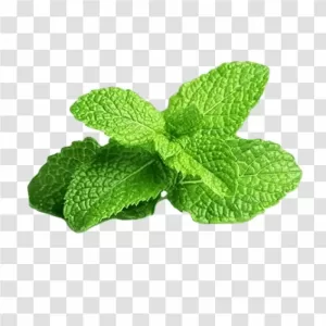 Mint Leaf PNG Fresh Culinary Herb Transparent