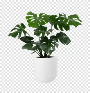 Monstera Plant in Pot PNG Lush Greenery Transparent