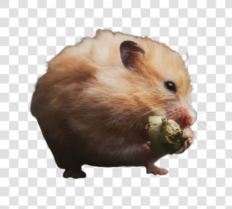 Mouse Animal PNG Adorable Rodent Transparent