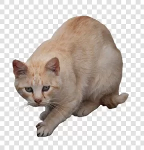 Orange Cat Scared PNG Adorable Startled Feline Transparent