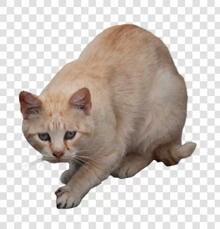 Orange Cat Scared PNG Adorable Startled Feline Transparent