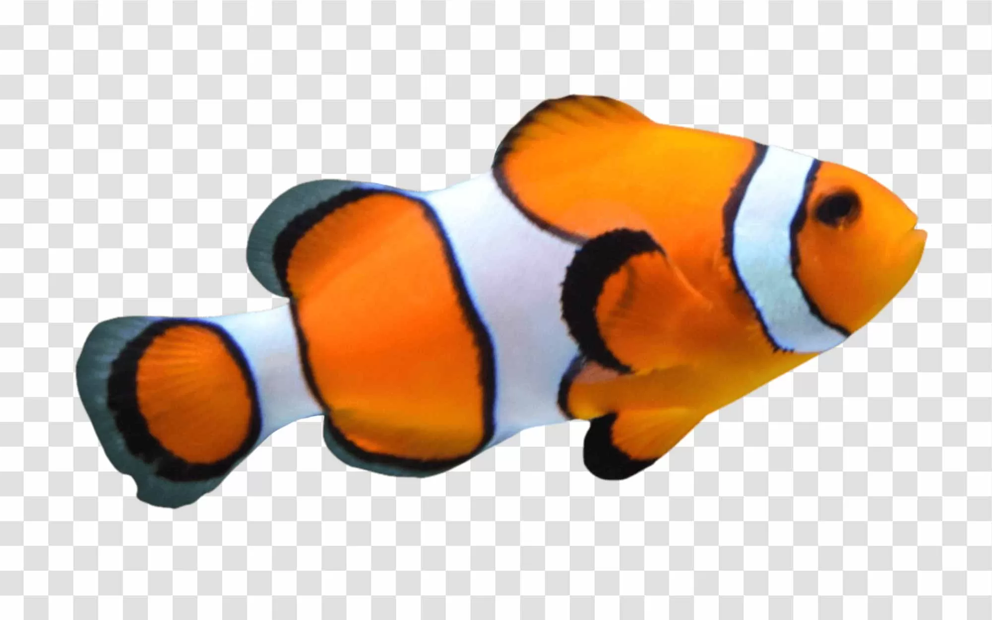 Orange White Clown Fish PNG Vibrant Underwater Beauty Transparent
