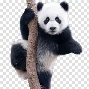 Panda PNG Adorable Wildlife Transparent