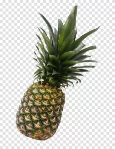 Pineapple tropical and refreshing fruit transparent png