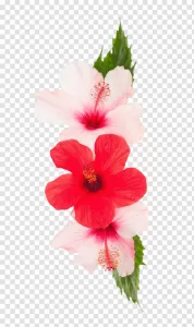 Pink and Red Hibiscus Flowers PNG, Vibrant Blooms, Transparent Pink and Red Hibiscus Flowers PNG Vibrant Blooms Transparent