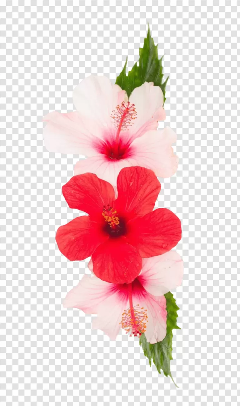 Pink and Red Hibiscus Flowers PNG Vibrant Blooms Transparent