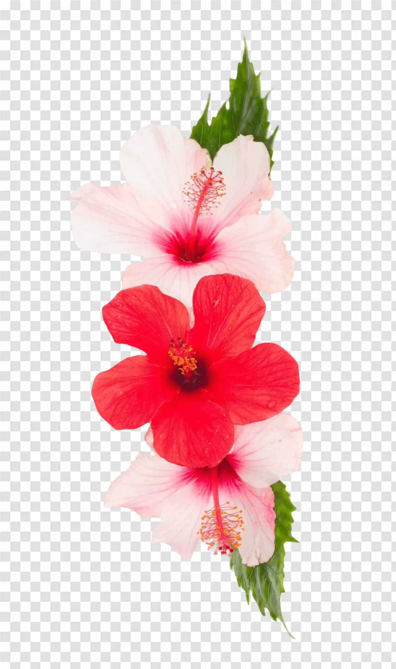Pink and Red Hibiscus Flowers PNG Vibrant Blooms Transparent