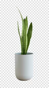 Plant in a Pot indoor greenery botanical decor transparent png