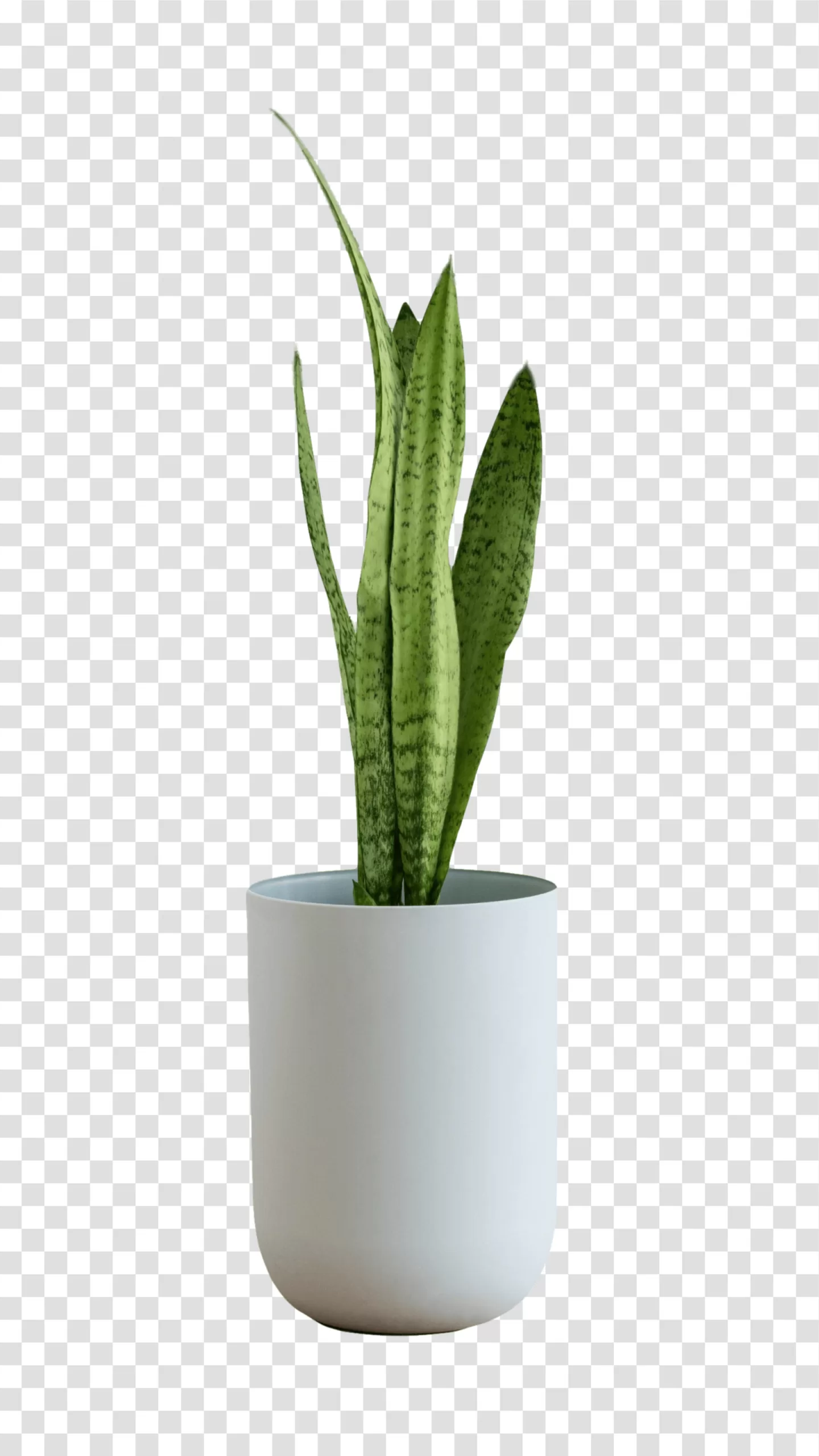 Plant in a Pot indoor greenery botanical decor transparent png