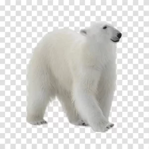 Polar Bear captivating Arctic mammal transparent png image