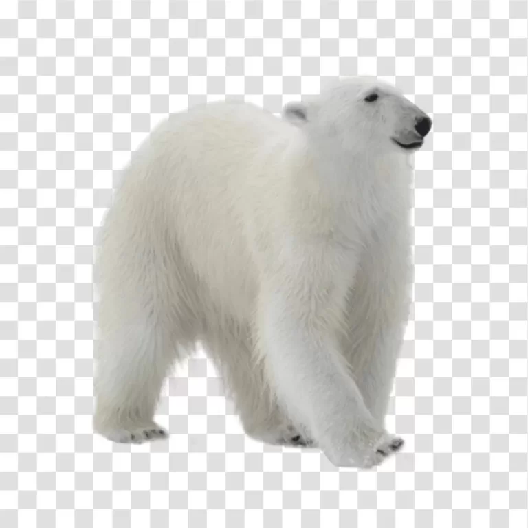 Polar Bear captivating Arctic mammal transparent png image