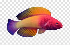 Rainbow-Colored Fish PNG, Vibrant Underwater Beauty, Transparent Rainbow-Colored Fish PNG Vibrant Underwater Beauty Transparent