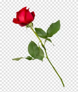 Red Rose PNG Romantic Bloom Transparent