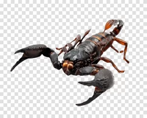Scorpion, arachnid, wildlife illustration transparent png Scorpion arachnid wildlife illustration transparent png