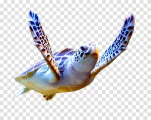 Sea Turtle majestic marine creature transparent png