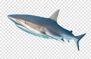Shark majestic marine creature transparent png