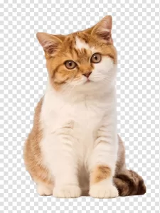 Shorthair Kitten Adorable Playful Cat PNG Transparent Short Fur Cuteness and Charm