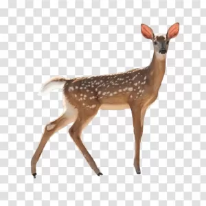 Small Deer PNG Charming and Petite Wildlife Transparent