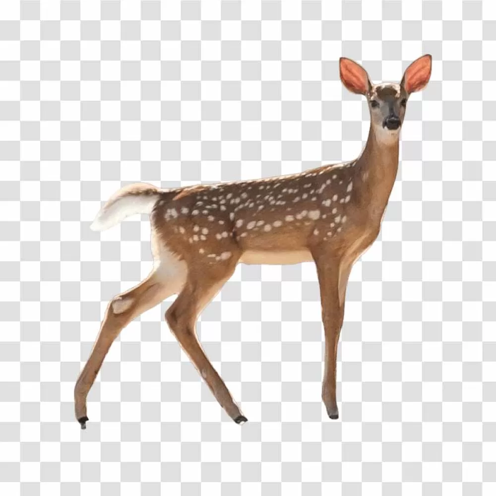 Small Deer PNG Charming and Petite Wildlife Transparent